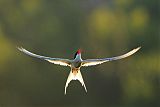 Arctic Tern